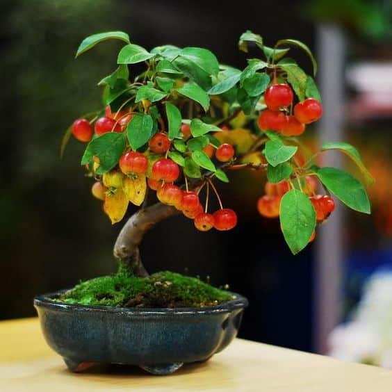 bonsai de frutas 1