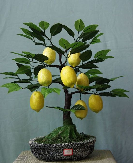 bonsai de frutas 2