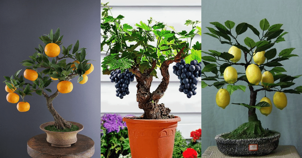 bonsai de frutas 2