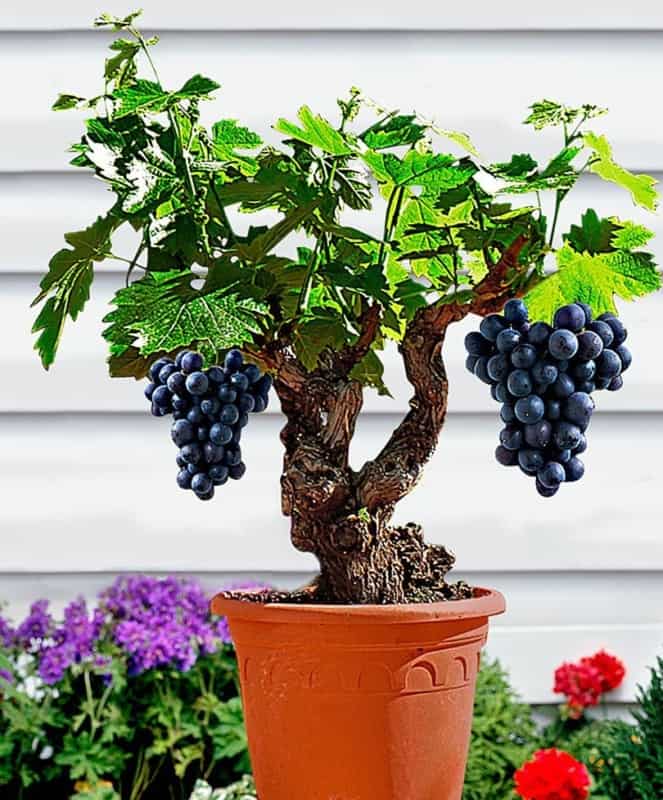 bonsai de frutas 3