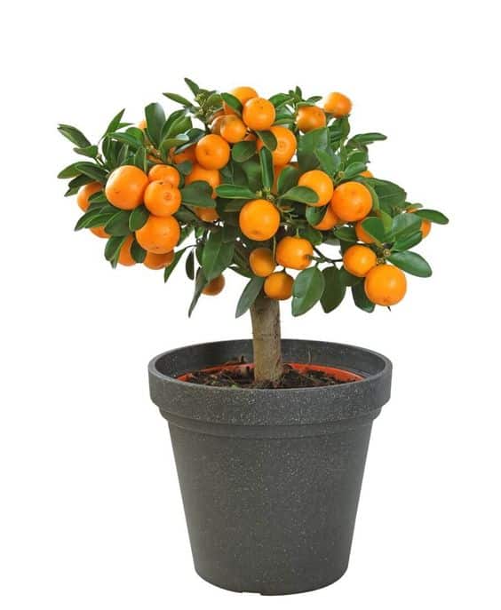 bonsai de frutas 4