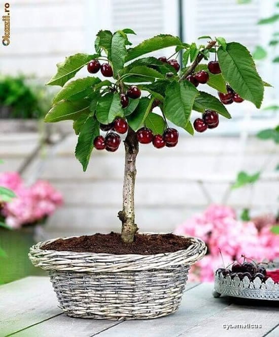 bonsai de frutas 5