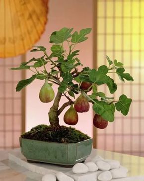 bonsai de frutas 6