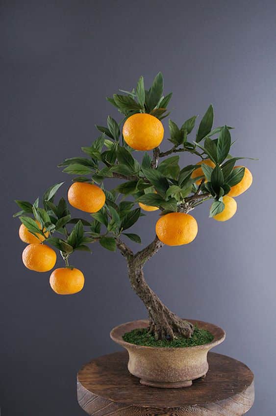 bonsai de frutas 8