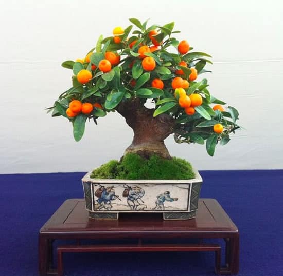 bonsai de frutas 9