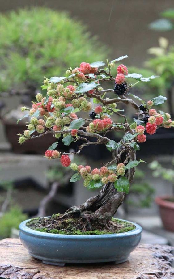 bonsai de frutas