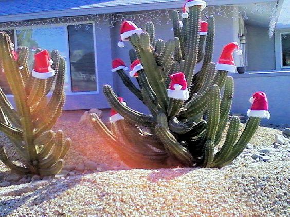 decoracion navidena creativa con cactus 7