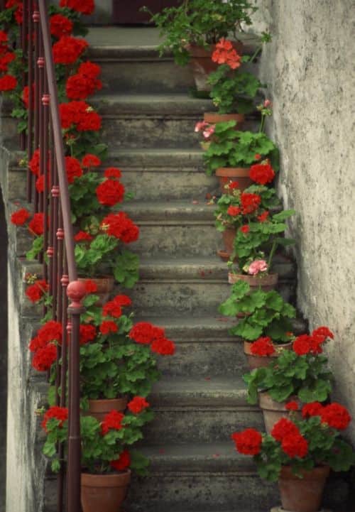 decorar escaleras con plantas 8