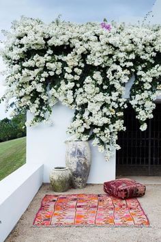 enredaderas en flor para alegrar tu jardin 3