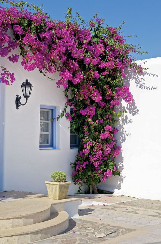 enredaderas en flor para alegrar tu jardin 4