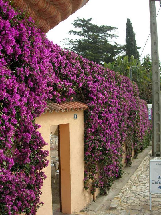 enredaderas en flor para alegrar tu jardin 5