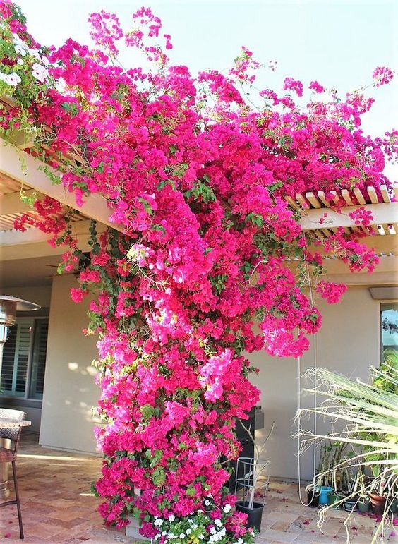 enredaderas en flor para alegrar tu jardin 6