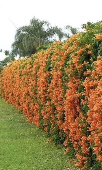 enredaderas en flor para alegrar tu jardin 8