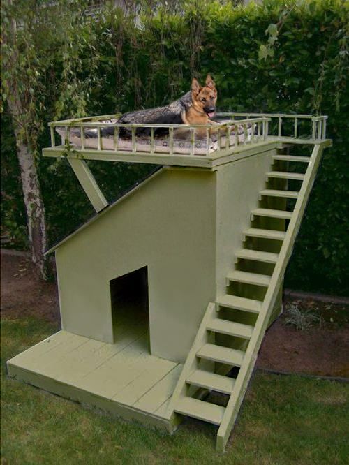 espacios para perros en el patio trasero 7