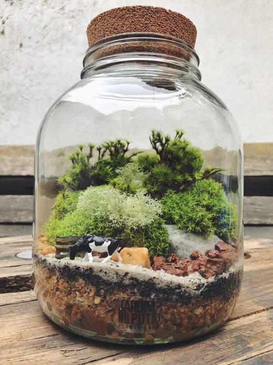 hacer un lindo terrario con botellas de vidrio 1