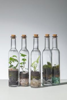 hacer un lindo terrario con botellas de vidrio 4