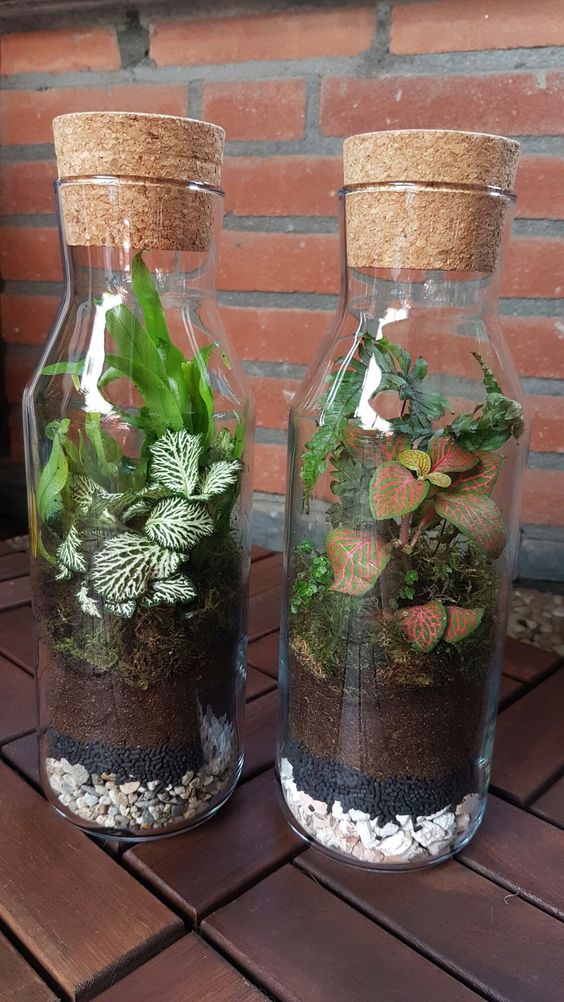 hacer un lindo terrario con botellas de vidrio 5