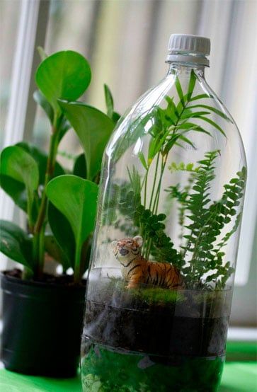 hacer un lindo terrario con botellas de vidrio 6