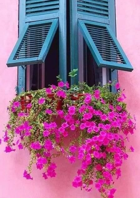 ideas decorar tus ventanas con flores 4