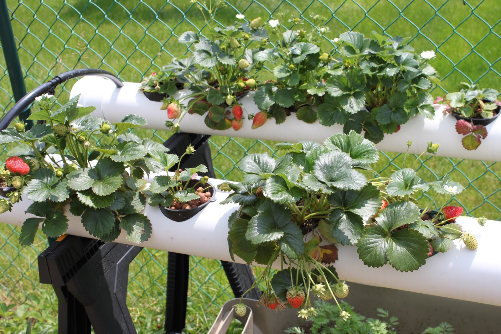 plantar fresas en tubos de pvc 1