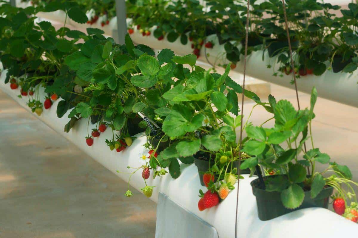 plantar fresas en tubos de pvc 4