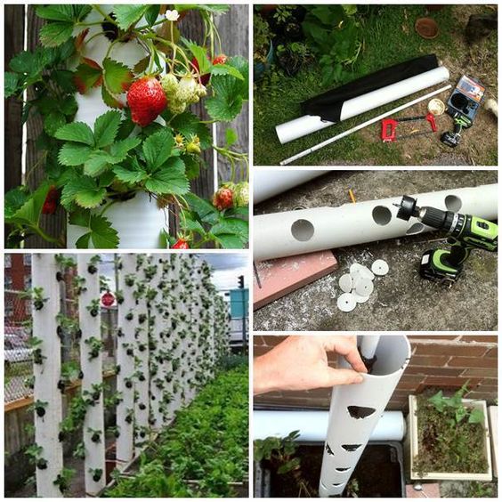 plantar fresas en tubos de pvc