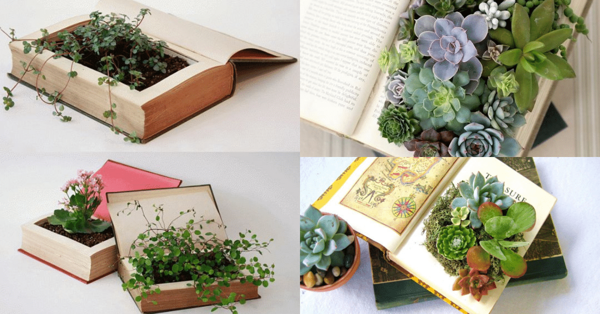 plantar suculentas en un libro