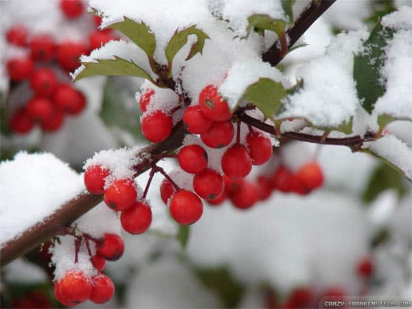 plantas-regalar-navidad