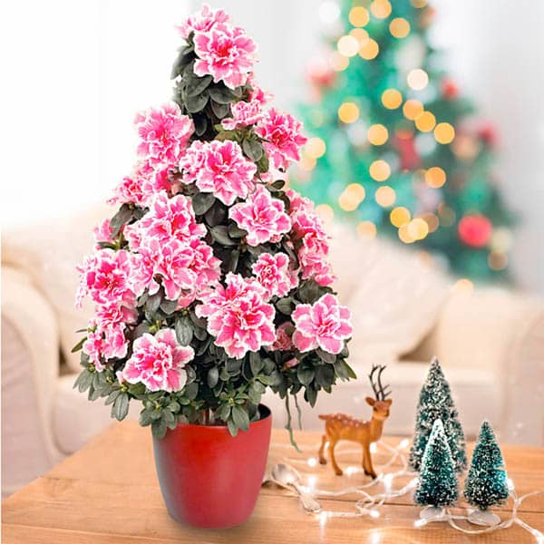 plantas-regalar-navidad-10