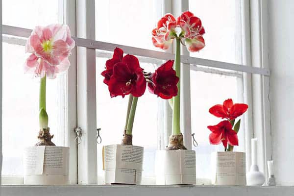 plantas-regalar-navidad-4
