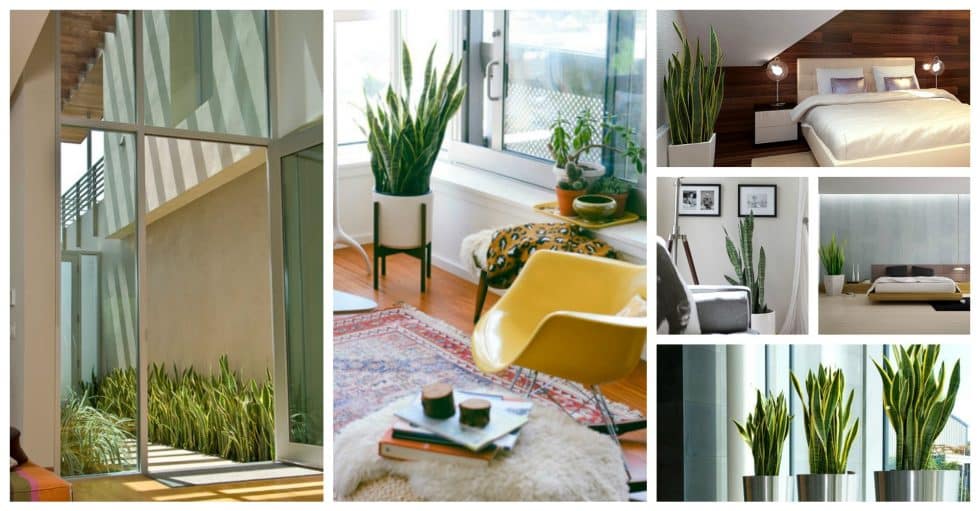 Ideas de Decoración con Planta de Serpiente Suculenta para Tu Hogar plantas serpiente succulenta decor