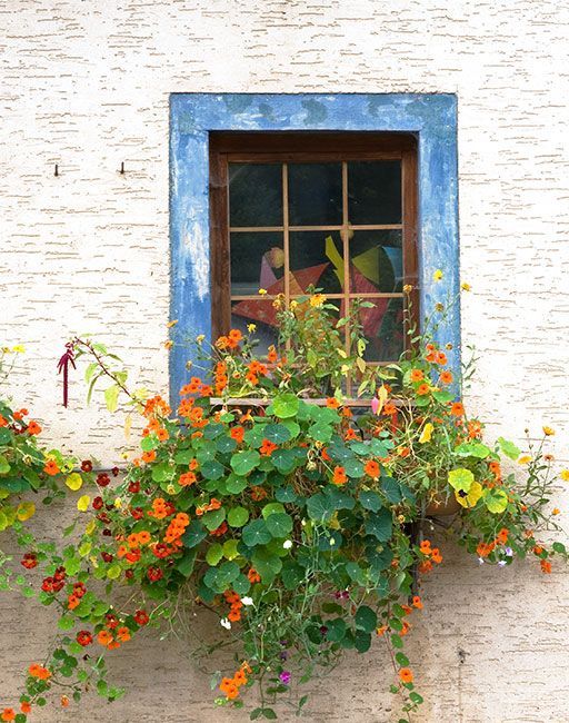 ventanas decoradas con flores 5