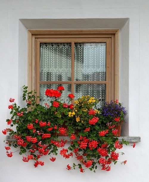 ventanas decoradas con flores 6