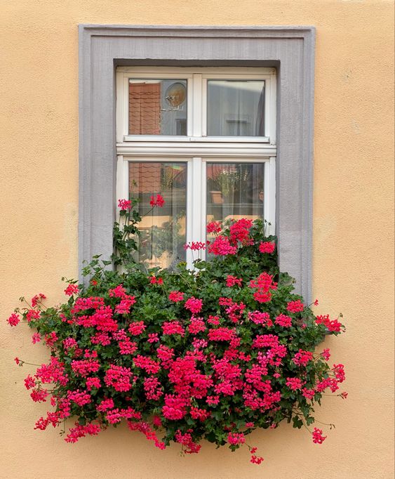 ventanas decoradas con flores